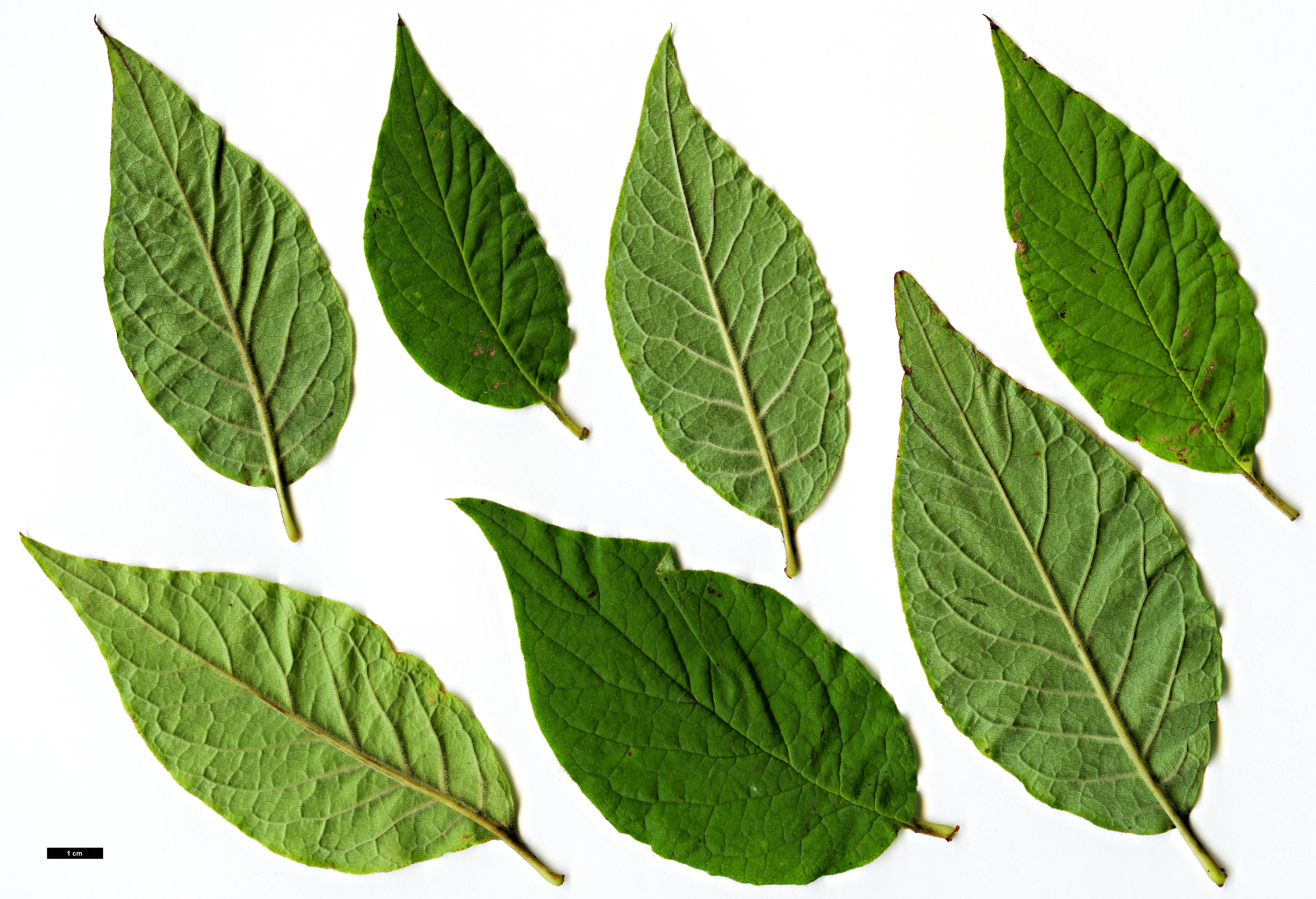 High resolution image: Family: Oleaceae - Genus: Syringa - Taxon: ×henryi - SpeciesSub: 'Alba' (S.josikaea × S.villosa)